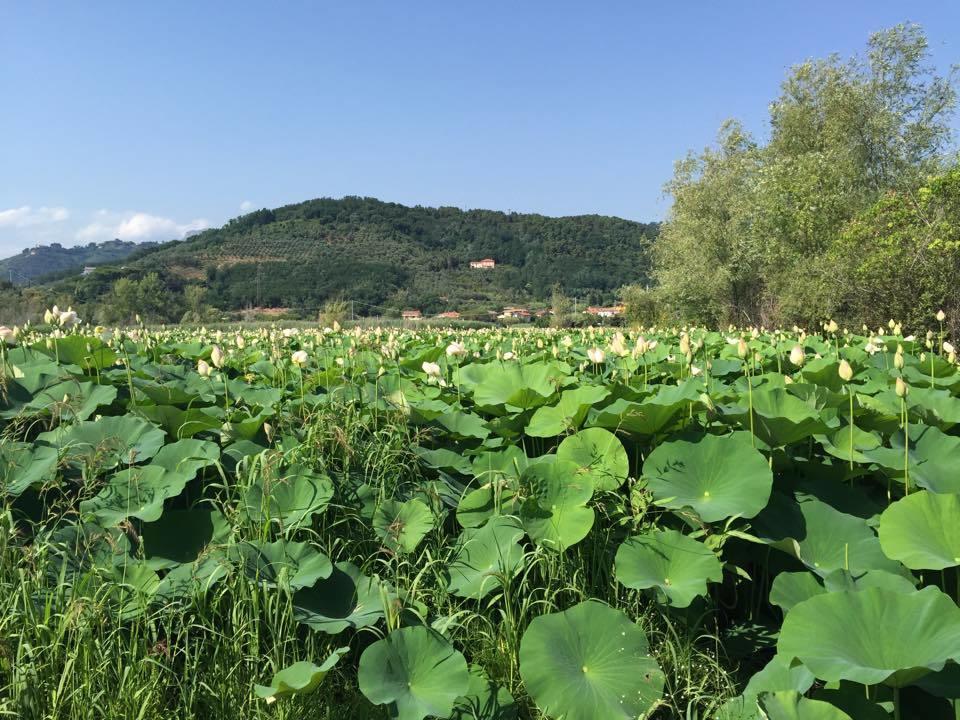 Cecco Di Nara Massarosa